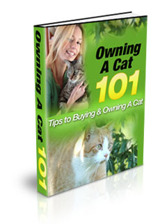 owning cat basics