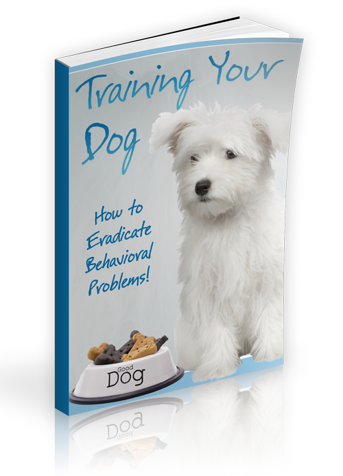 training your dog