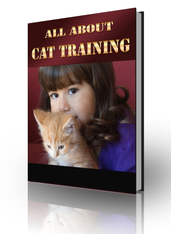 all about cat training