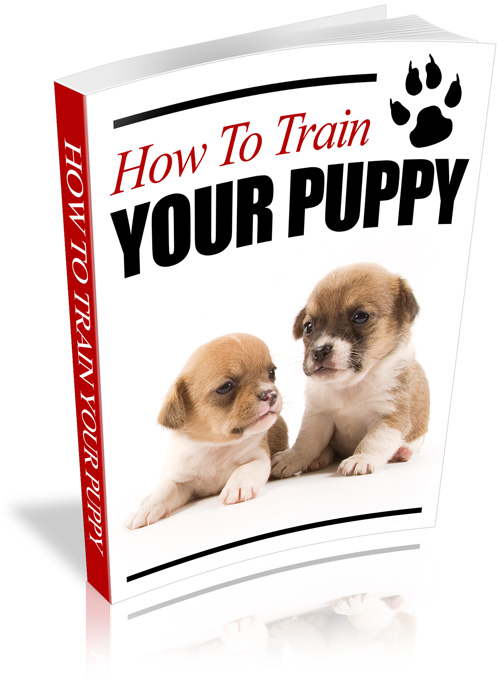 train your puppy