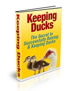 keeping ducks