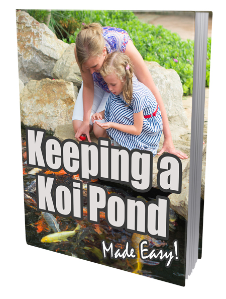 keeping koi pond