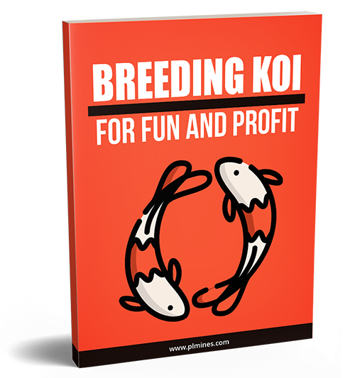 breeding koi fun profit