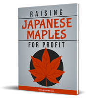 japanese maples profit