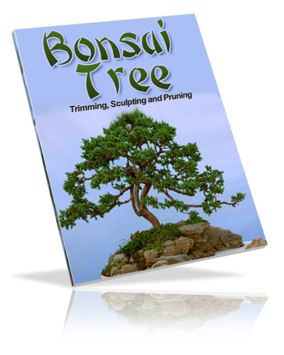 bonsai tree