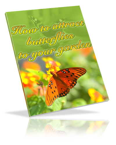 attract butterflies your garden