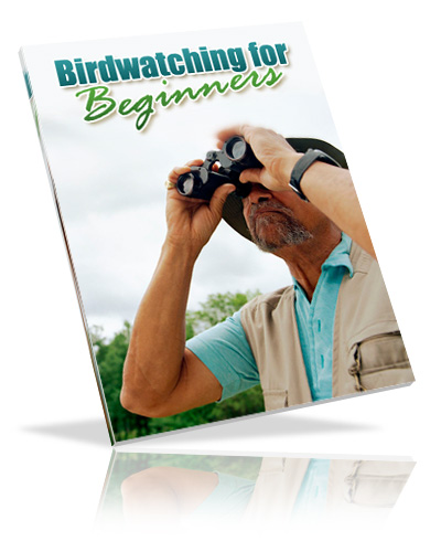 bird watching beginners