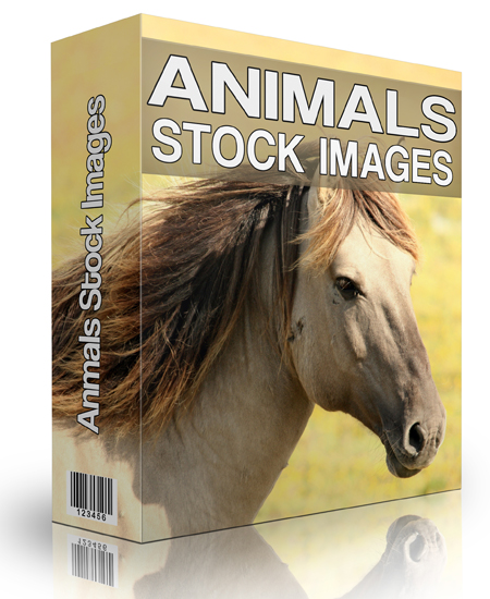 animal stock images