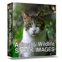 animal wildlife stock images