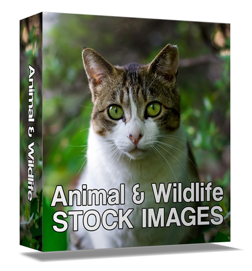 animal wildlife stock images