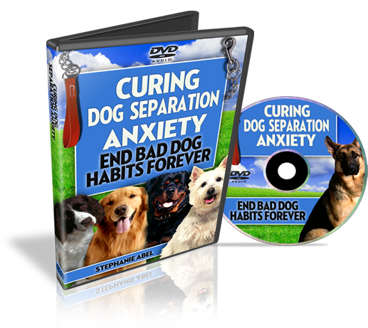 curing dog separation anxiety